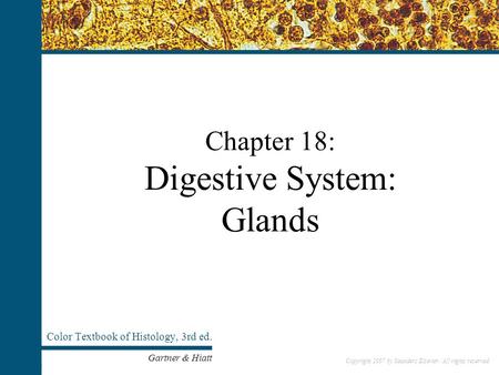Copyright 2007 by Saunders/Elsevier. All rights reserved. Chapter 18: Digestive System: Glands Color Textbook of Histology, 3rd ed. Gartner & Hiatt Copyright.