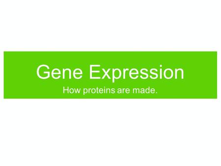 Gene Expression How proteins are made.. what monomers make up proteins? what monomers make up nucleic acids (DNA and RNA)? WORKTOGETHERWORKTOGETHER.