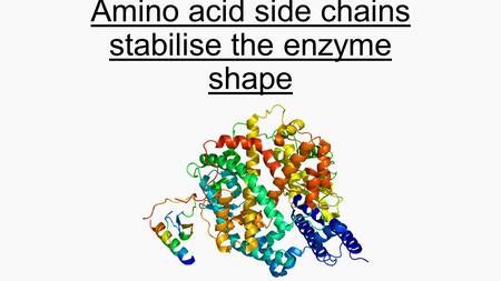 Amino acid side chains stabilise the enzyme shape.