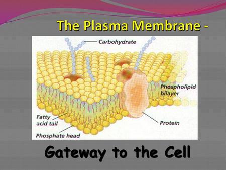 Gateway to the Cell. Cell Membrane flexible The cell membrane is flexible and allows a unicellular organism to move.