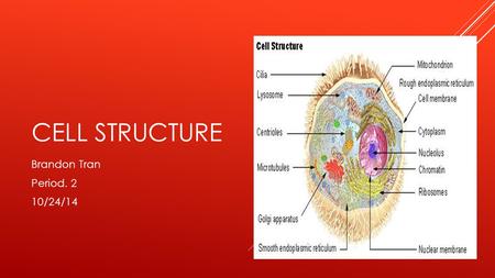 Cell Structure Brandon Tran Period. 2 10/24/14.
