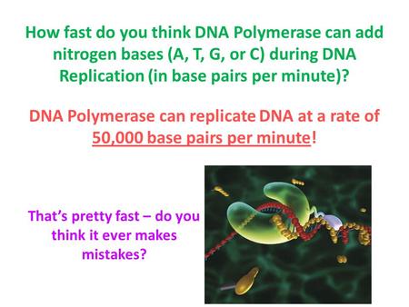 How fast do you think DNA Polymerase can add nitrogen bases (A, T, G, or C) during DNA Replication (in base pairs per minute)? DNA Polymerase can replicate.