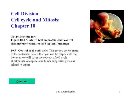 Cell cycle and Mitosis: Chapter 10