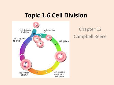 Topic 1.6 Cell Division Chapter 12 Campbell Reece.