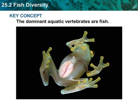 KEY CONCEPT  The dominant aquatic vertebrates are fish.