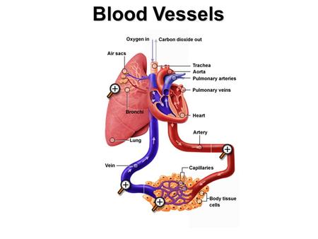 Blood Vessels. Blood Vessel Structure simple squamous epithelium smooth muscle tissue connective tissue.