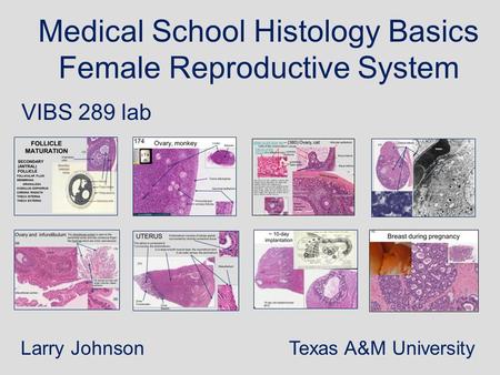 Medical School Histology Basics Female Reproductive System