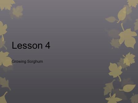 Lesson 4 Growing Sorghum.