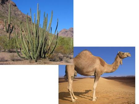 What wildlife lives in the desert? Learning Objective: To be able to explain how plants and animals have adapted to living in the desert.