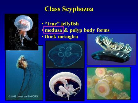 Class Scyphozoa “true” jellyfish medusa & polyp body forms