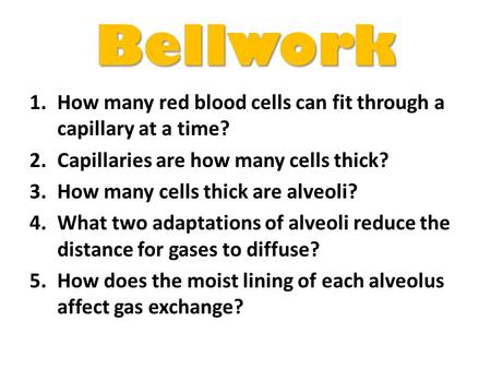 Bellwork How many red blood cells can fit through a capillary at a time? Capillaries are how many cells thick? How many cells thick are alveoli? What two.