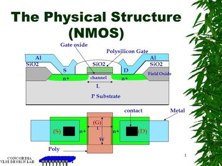 The Physical Structure (NMOS)