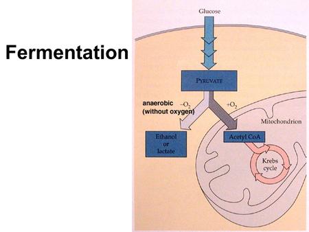 Fermentation Glycolysis Review Glycolysis and Respiration Glycolysis –Creates: ATP, Pyruvate, NADH –Leads to either: 1)Aerobic Respiration  With oxygen.