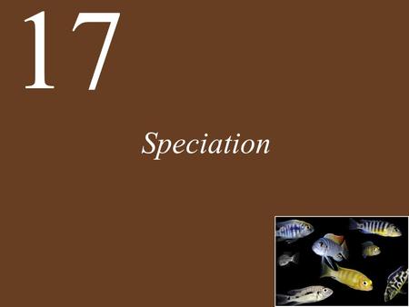 17 Speciation.