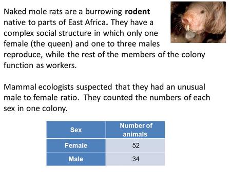 Naked mole rats are a burrowing rodent