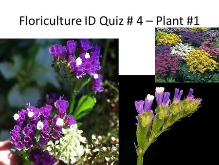 Floriculture ID Quiz # 4 – Plant #1. Plant # 2 Plant # 3.