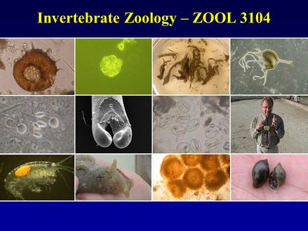 Invertebrate Zoology – ZOOL 3104