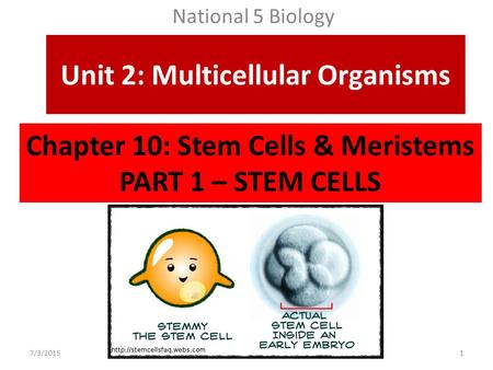 Chapter 10: Stem Cells & Meristems PART 1 – STEM CELLS