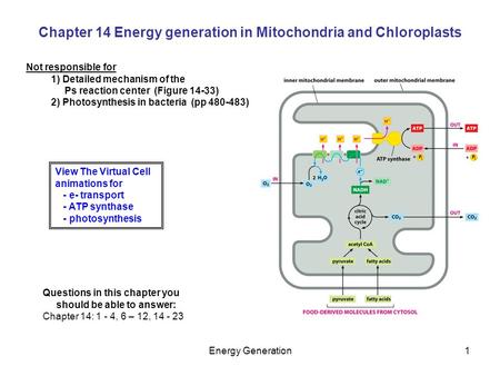 Chapter 14 Energy generation in Mitochondria and Chloroplasts