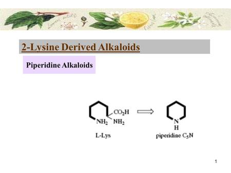 2-Lysine Derived Alkaloids