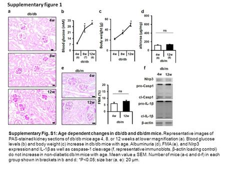 Supplementary figure 1 Supplementary Fig. S1: Age dependent changes in db/db and db/dm mice. Representative images of PAS-stained kidney sections of db/db.