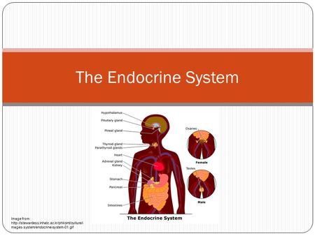 The Endocrine System Image from:  mages-system/endocrine-system-01.gif.