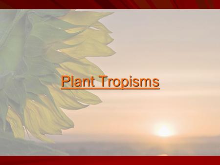 Plant Tropisms.