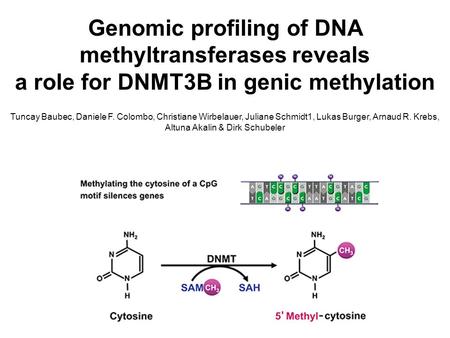 Genomic profiling of DNA methyltransferases reveals