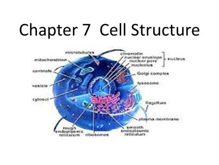 Chapter 7 Cell Structure. Microscopes Are used to discover cells.