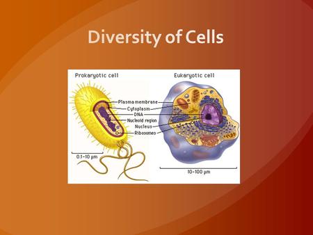 Diversity of Cells.