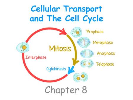 Cellular Transport and The Cell Cycle