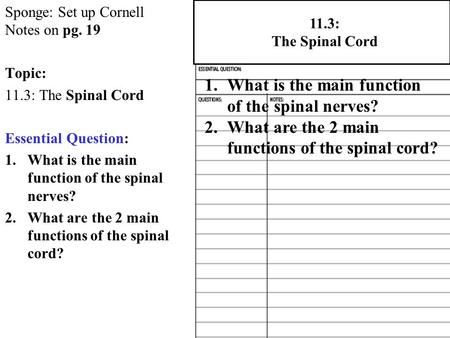 Sponge: Set up Cornell Notes on pg. 19 Topic: 11.3: The Spinal Cord Essential Question: 1.What is the main function of the spinal nerves? 2.What are the.