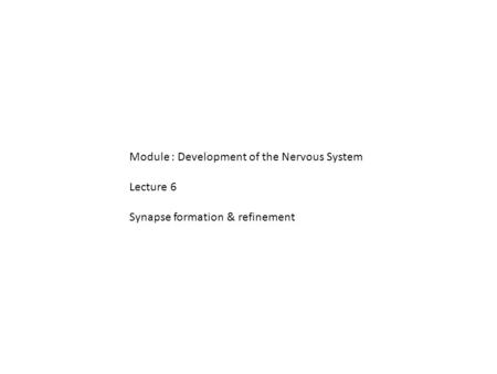 Module : Development of the Nervous System Lecture 6 Synapse formation & refinement.