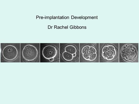 Pre-implantation Development Dr Rachel Gibbons. Outline How to study mammalian embryos? How are they different from non-mammalian embryos? Why are these.