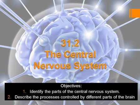 Objectives: 1.Identify the parts of the central nervous system. 2.Describe the processes controlled by different parts of the brain.