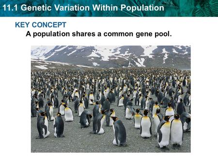 11.1 Genetic Variation Within Population KEY CONCEPT A population shares a common gene pool.