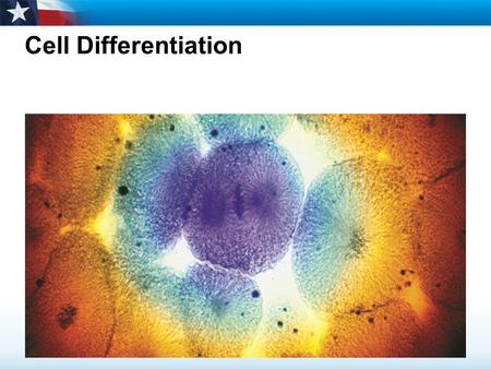 Cell Differentiation. Learning Objectives  Describe the process of differentiation.  Define stem cells and explain their importance.  Identify the.