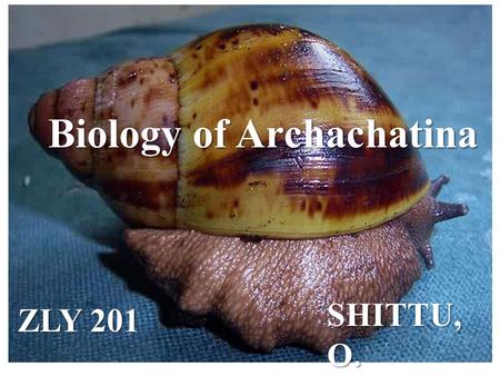 Biology of Archachatina