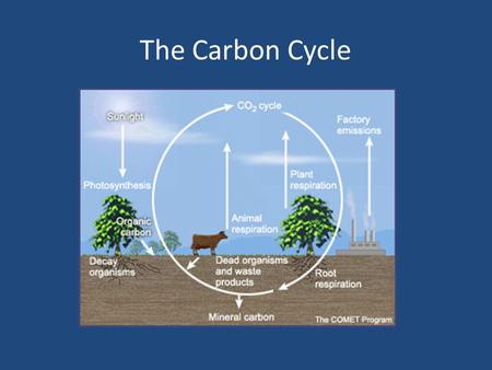 The Carbon Cycle. 1. How do producers like trees, algae, and grass obtain carbon? A. They get it from the ground. B. They make carbon from scratch. C.