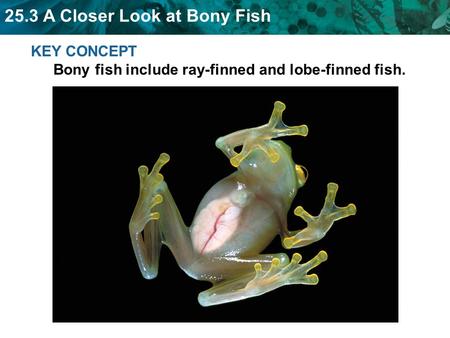 KEY CONCEPT  Bony fish include ray-finned and lobe-finned fish.