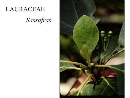 Sassafras LAURACEAE. magnoliids monocots Current Angiosperm Phylogeny Group Tree for Flowering Plants 2010.