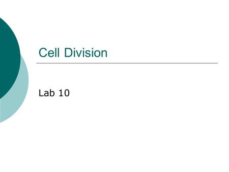 Cell Division Lab 10.