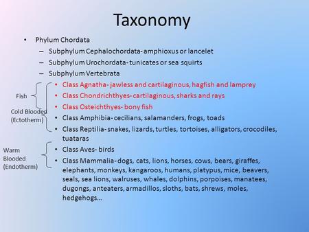 Taxonomy Phylum Chordata