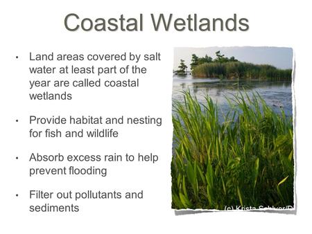 Coastal Wetlands Land areas covered by salt water at least part of the year are called coastal wetlands Provide habitat and nesting for fish and wildlife.