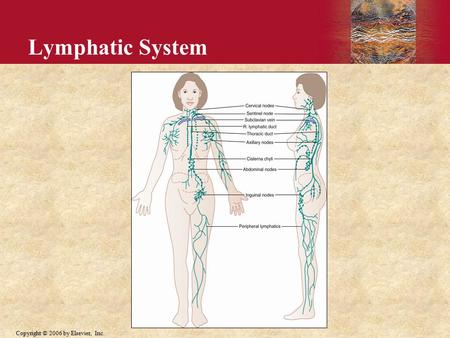 Copyright © 2006 by Elsevier, Inc. Lymphatic System.