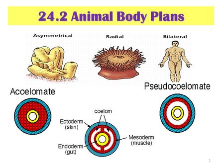 24.2 Animal Body Plans.
