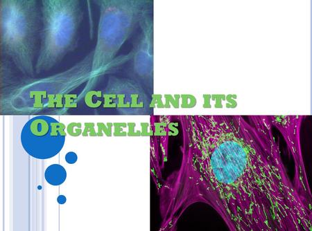 The Cell and its Organelles