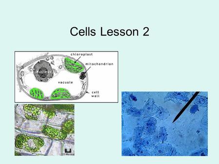 Cells Lesson 2.