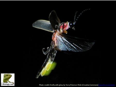 Photo credit: Firefly with glow, by Terry Priest on Flickr (Creative Commons)http://flic.kr/p/h1KAJhttp://flic.kr/p/h1KAJ.