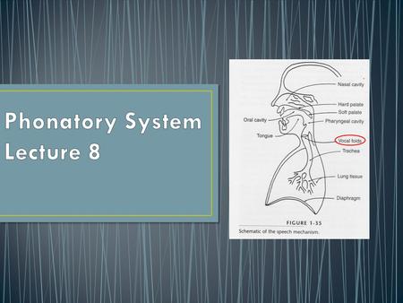 Phonatory System Lecture 8
